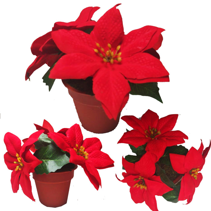 Maceta con Noche Buena 24 cm 1 pieza 11/24