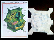 Celula Armable Vegetal Monografia y Piezas de Unicel
